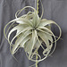 Tillandsia xerographica DSC 0056