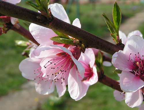 pêcher en fleur