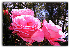 BON WEEK END A TOUS *** BON WEEK END A TOUS ***