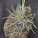 Tillandsia crocata DSC 0057