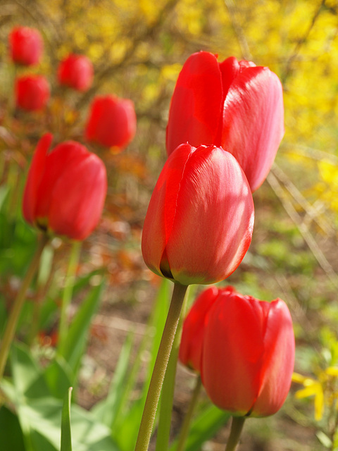 rote Tulpen