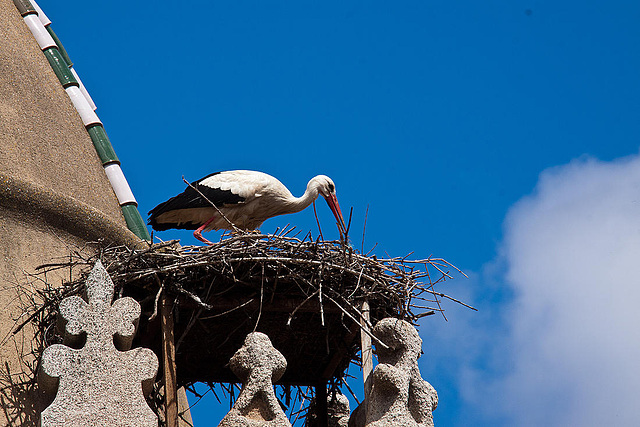 20120506 8984RAw [E] Weißstorch (Ciconia ciconia), Alfiler-Turm, Trujillo, Extremadura