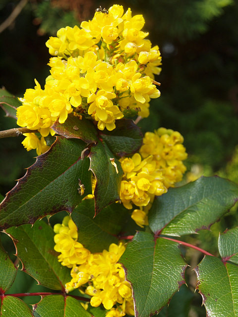 gelbe Blüten