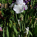 Iris blanc 2