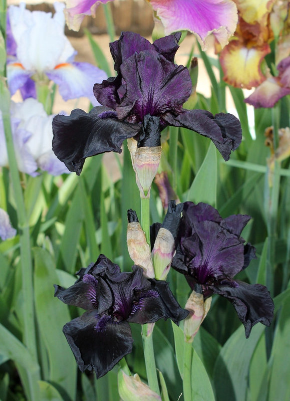 Iris Before The Storm (3)