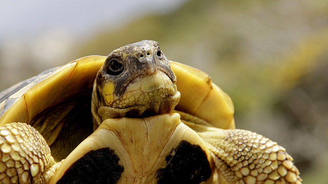 Tortue d'Hermann