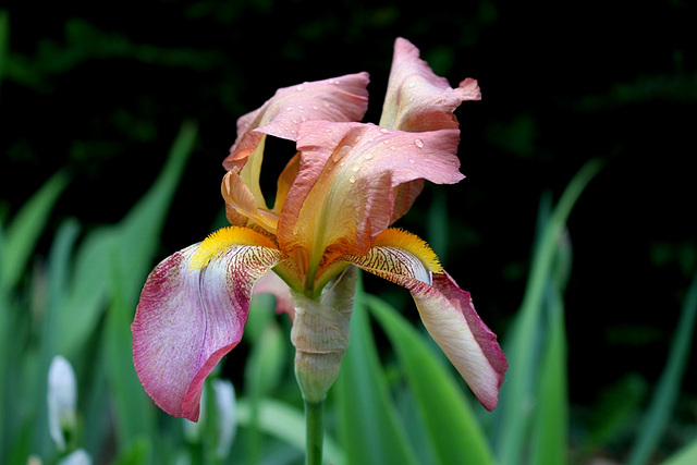 Iris Ancien  tourmenté par le vent