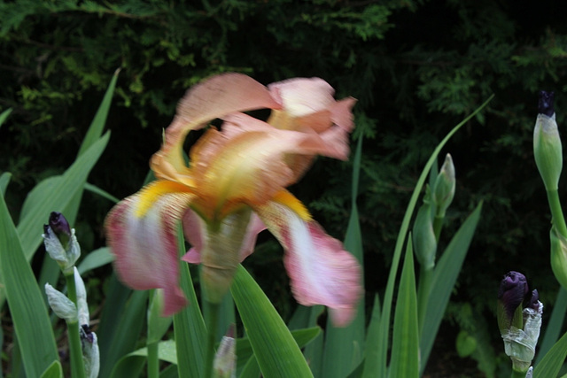 Iris Ancien  (2)