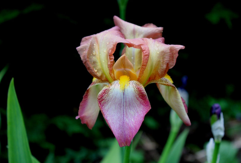 Iris Ancien