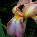 Iris Ancien  (5)