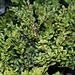 Ilex crenata