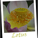 Lotus