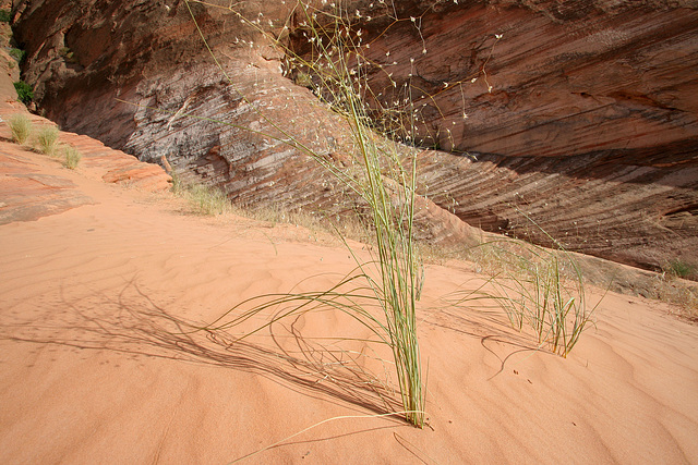 Lake Powell (4543)