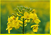 COEUR DE COLZA EN BOURGEONS ***