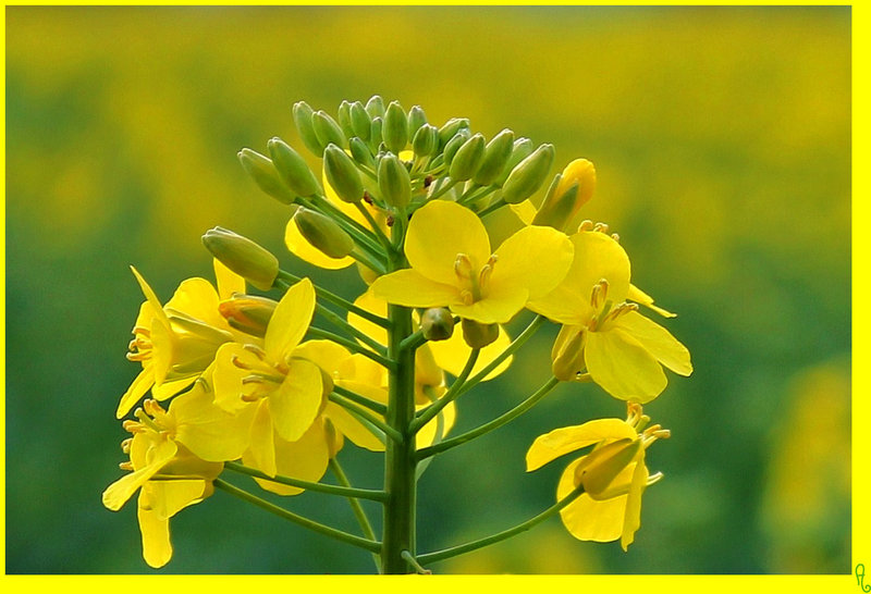 COEUR DE COLZA EN BOURGEONS ***