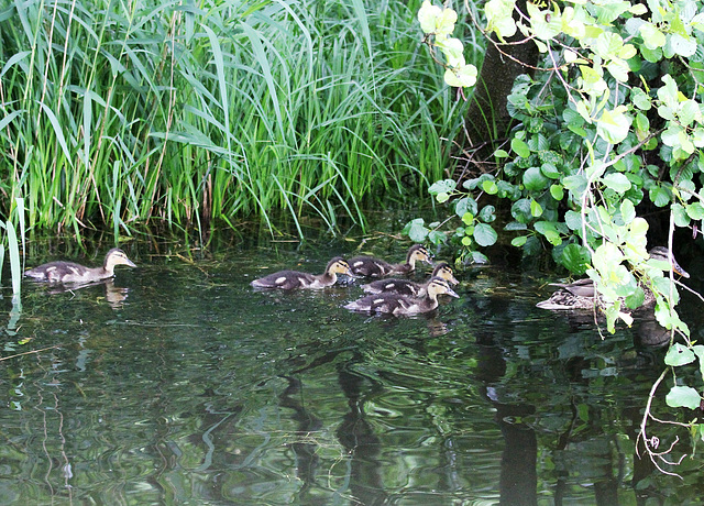 Entenfamilie