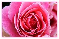 ELLE S'OUVRE ***** ELLE S'OUVRE *****