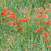 Roter Mohn - Besinnungsweg im Juni 2012