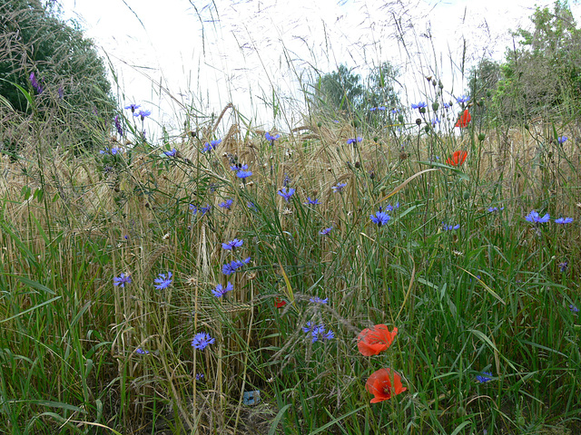 kornblumenblau und rote Tupfer