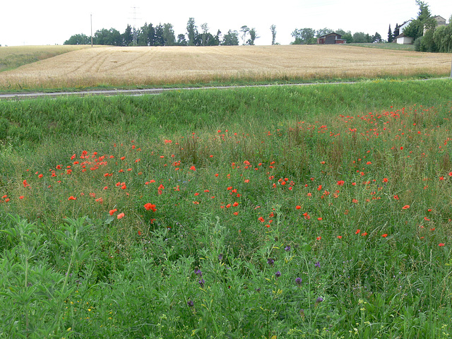 Stadt und doch Land