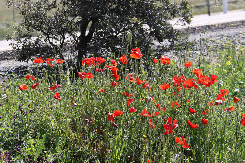 20120506 8909RAw [E] Klatsch-Mohn (Papaver rhoeas), Herguijuela, Extremadura