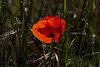 20120506 8899RAw [E] Klatsch-Mohn (Papaver rhoeas), Herguijuela, Extremadura