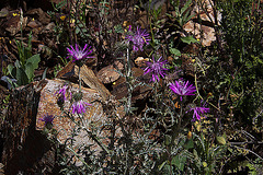 20120506 8892RAw [E] Distel, Herguijuela