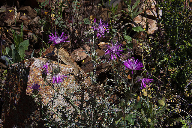 20120506 8892RAw [E] Distel, Herguijuela