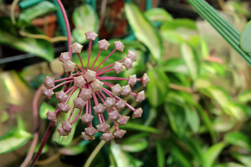 Hoya carnosa