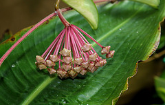 Hoya carnosa (2)