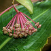 Hoya carnosa (2)