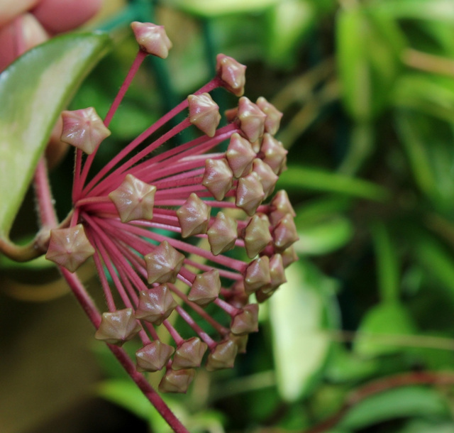 Hoya carnosa (3)