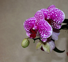 Phalaenopsis 'Wild Thing'