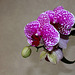 Phalaenopsis 'Wild Thing'