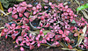 Bouquet étrange: vieux garçon (Solenostemon scutellarioides