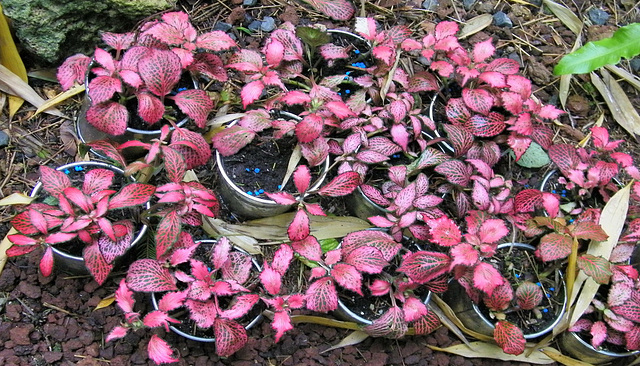 Bouquet étrange: vieux garçon (Solenostemon scutellarioides