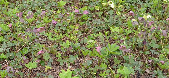 DSC 0004