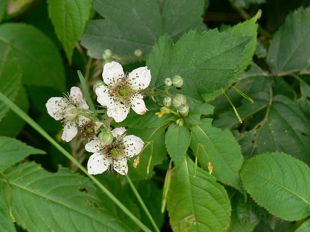 Blümchen überall