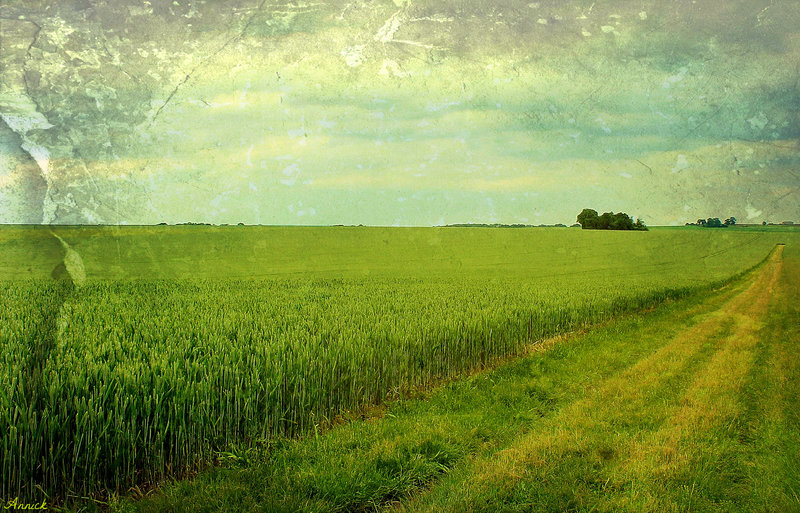 CHEMIN DE CAMPAGNE***