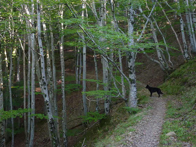 20140828 Fee Arboretum Espaze (29 al)