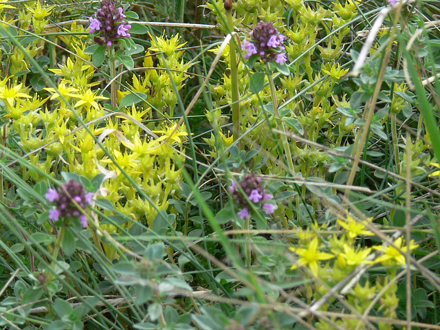 Blümchen am Wegesrand