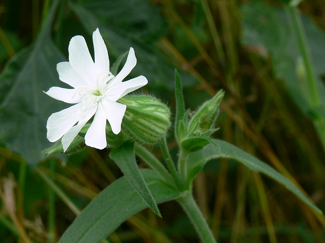 Blümchen am Wegesrand