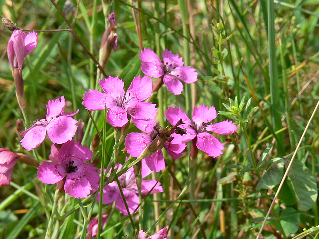 Blümchen am Wegesrand