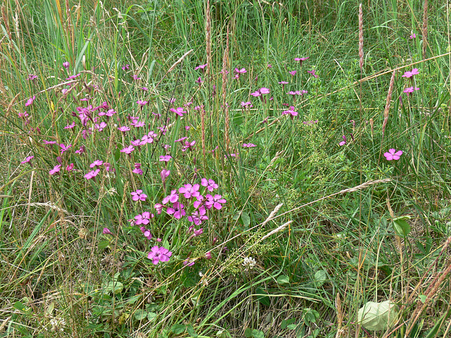 Blümchen am Wegesrand