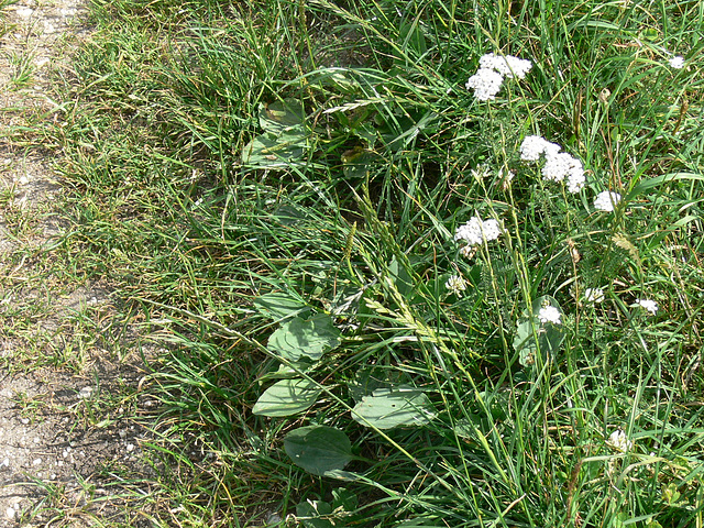 Blümchen am Wegesrand