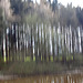 20120422 8670RAw [D~LIP] Aseteich, Wald, [Fotowischer 11], Bad Salzuflen