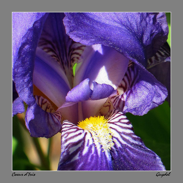 Coeur d'Iris 2