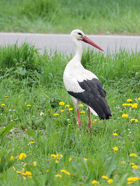 Storch