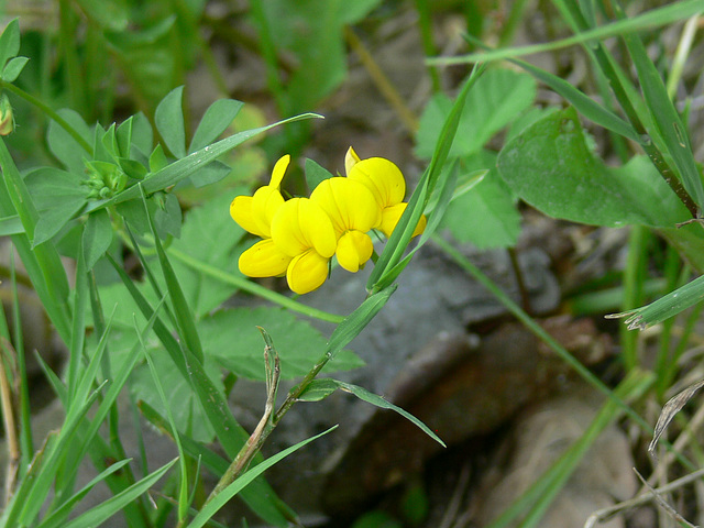 Blümchen am Wegesrand