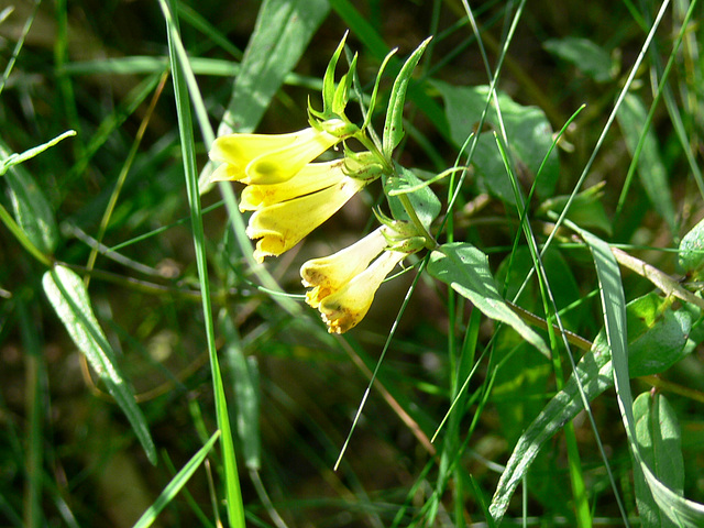 Blümchen am Wegesrand